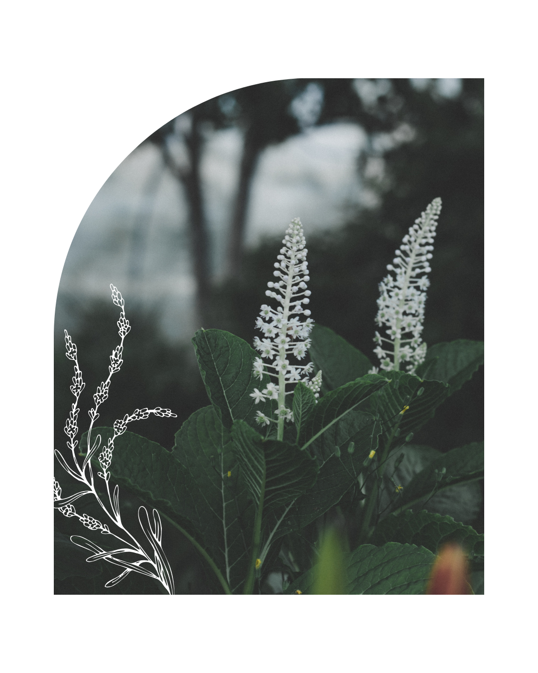 biały kwiat w ogrodzie