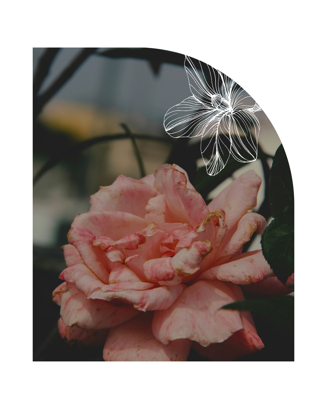 RÓŻOWA RÓŻA W OGRODZIE